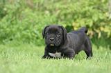 CANE CORSO 1270